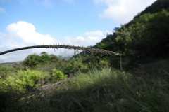 Enteropogon monostachyos